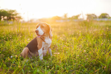 Beagle Dog Sitting in a Sunlit Field During Sunrise