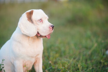 Adorable Beagle Dog Sitting in Green Field on a Sunny Day