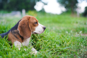 A  cute  beagle dog lying outdoor on the green grass field