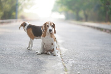 Two Beagle Dogs Sitting and Standing Outdoors in a Serene Street