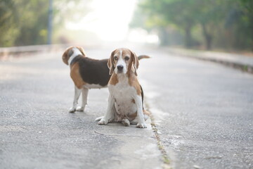 Two Beagle Dogs Sitting and Standing Outdoors in a Serene Street
