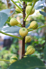 Close-Up of  Strips Yellow and Green Figs Growing on a Tree Branch in Summer,Its Name Is Panache Fig ,Ficus Carica.