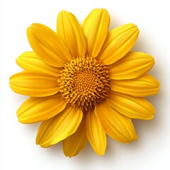 Obraz premium Modern illustration of the real yellow sunflower, a flower belonging to the asteraceae family