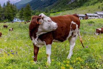 Obraz premium Cow and calf on the farm in the Alps. European farming on the green field of the mountain alpine scenic land. Happy and healthy cows producing milk from the alpine meadow green grass in summer