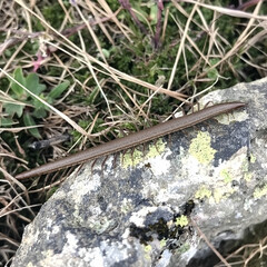 Millipede on rock in mountain grassland.  Close-up nature wildlife photo for educational or scientific use