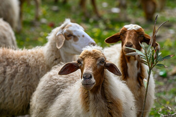 Obraz premium Groupe de moutons