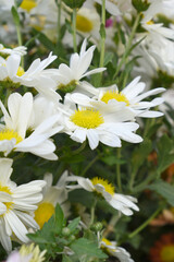 white Common daisy beautiful flowers with blur green background in garden, White beautiful daisies on a field in green grass, Oxeye daisy, Leucanthemum vulgare, Daisies, Dox-eye, Dog daisy in nature
