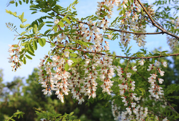 flowering branch of acacia

