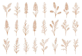 Botanical sketch elements; brown leaves and wheat illustrations