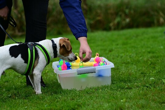 In der Hundeschule .Kleiner s&uuml;&szlig;er Hund im Geschicklichkeits Parcours