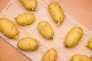 Organic potatoes with green sprouts growing naturally