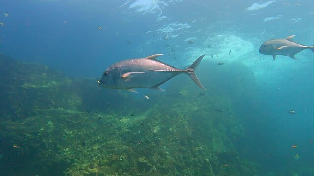 Hin Daeng, Thailand: Underwater footage of a group of giant trevally during a scuba diving trip in the Hin Daeng dive site in the Andaman sea near Koh Lanta in Thailand. 