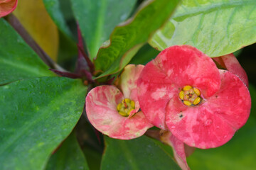Close up of beautiful red Euphorbia milii, the crown of thorns, called Corona de Cristo. Crown of...