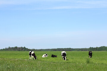 Five cows grazing in a green field on a summer day. Landscape herd and clouds