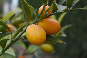 ripe small little oranges on tree in garden, close-up of a beautiful orange tree with green...