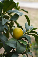 ripe small little oranges on tree in garden, close-up of a beautiful orange tree with green oranges, fruit hanging on a plant in garden, Close-up of small little ripe oranges hanging on a tree closeup