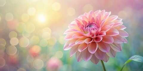 Obraz premium Soft Focus Pink Dahlia Flower, Painterly Bloom, Artistic Floral Photography