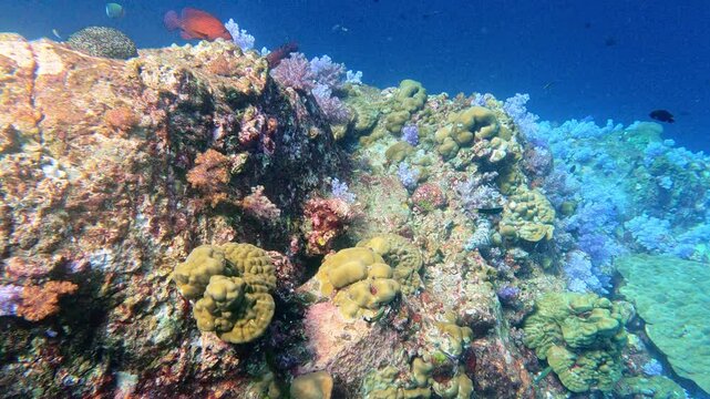 Hin Daeng, Thailand: Underwater footage of the colorful and beautiful coral reef in the Hin Daeng dive site in the Andaman sea near Koh Lanta in Thailand. 