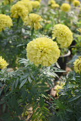 Yellow marigold flower blossom in garden, Yellow Mari Gold flowers for decorate garden, Close up of beautiful Yellow marigold flower. Nature, Marigold flowers bloom in the morning, Marigold