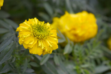 Yellow marigold flower blossom in garden, Yellow Mari Gold flowers for decorate garden, Close up of beautiful Yellow marigold flower. Nature, Marigold flowers bloom in the morning, Marigold