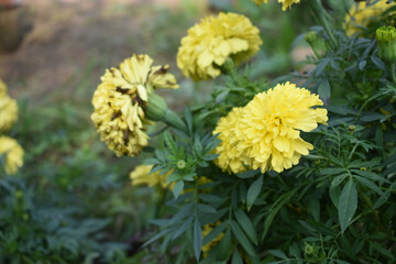Yellow marigold flower blossom in garden, Yellow Mari Gold flowers for decorate garden, Close up of beautiful Yellow marigold flower. Nature, Marigold flowers bloom in the morning, Marigold