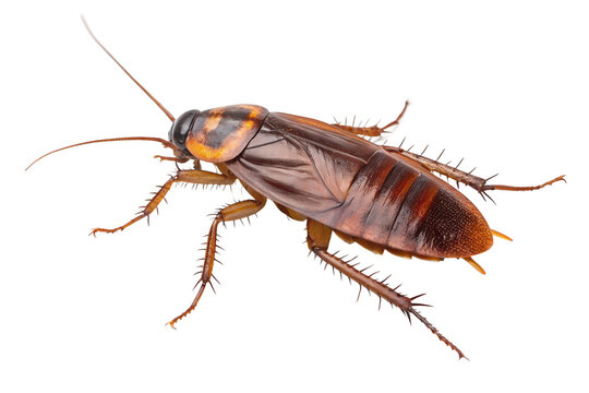 cockroach isolated on transparent background