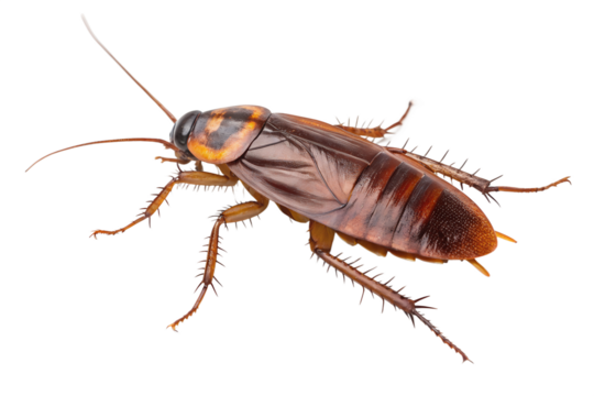 cockroach isolated on transparent background