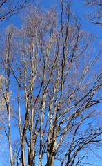 Fototapeta premium Nearly leafless tree branches with few orange and brown leaves against the blue sky. Almost bare trees in early winter forest background.