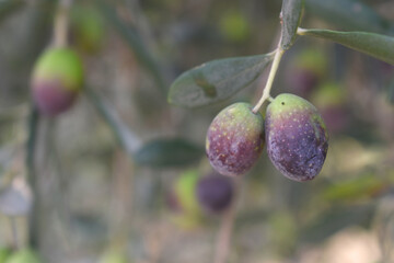 ripe black olives on tree closeup, Olive-tree branch with ripe black olives, olive tree plantation during harvest, ripe black olives on the tree with green leaves, olive tree Chakwal, Punjab, Pakistan