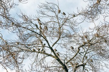 A flock of pipefish sits on the branches of a tree on a spring day