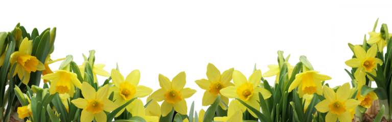 fresh spring daffodils banner arranged in a slight arch isolated  copy space