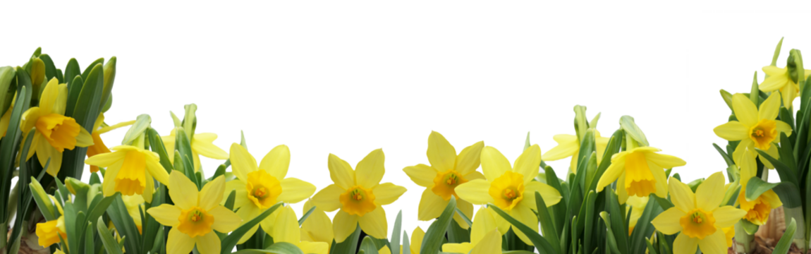 fresh spring daffodils banner arranged in a slight arch isolated  copy space