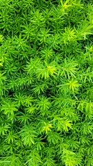 A dense mat of vibrant green leaves fills the view, with delicate textures created by numerous small leaflets under bright daylight.