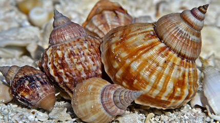Seashells on sandy beach, close-up view, sunlight, ocean background, nature photography for website or print