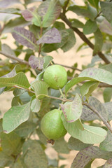Guava fruit - Fresh guava fruit on a tree ready for harvest, close up guava fruit, Capture of guavas hanging on the tree's branch. Hanging guava fruit. Close up of Hanging fruits.