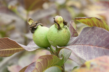 Guava fruit - Fresh guava fruit on a tree ready for harvest, close up guava fruit, Capture of...