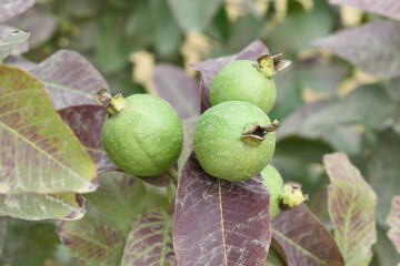 Guava fruit - Fresh guava fruit on a tree ready for harvest, close up guava fruit, Capture of...