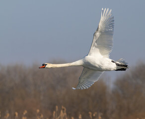 Mute swan, Cygnus olor. A bird flies against the sky