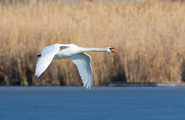 Mute swan, Cygnus olor. A bird flies over the river against a backdrop of reeds