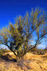 Palo Verde Tree, Sonora Desert, Mid Summer