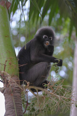 Dusky Langur (Trachypithecus obscurus) on th plam tree

