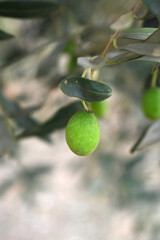 unripe green olives on tree closeup, Olive-tree branch with unripe green olives, olive tree plantation during harvest, unripe green olives on the tree with green leaves, Chakwal, Punjab, Pakistan
