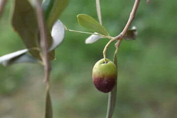 unripe green olives on tree closeup, Olive-tree branch with unripe green olives, olive tree plantation during harvest, unripe green olives on the tree with green leaves, Chakwal, Punjab, Pakistan