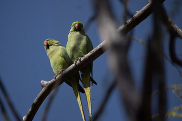 parrot, bird, green, animal, beak, parakeet, nature, wildlife, tropical, colorful, yellow, wild, feather, pet, exotic, branch, red, birds, amazon, avian, tree, fauna, feathers, macaw, blue