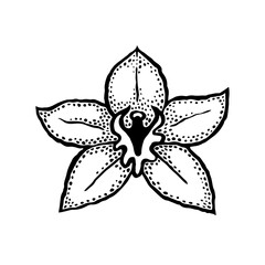 Obraz premium Cymbidium orchid flower front view. Ink black hand drawn vector illustration on white background.