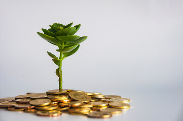 Green plant rooted in gold coins with customizable space for text. Prosperity and smart financial...