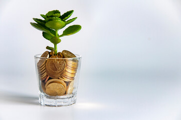 Golden coins nourishing a plant. Economic sustainability and financial growth