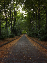 Fototapeta premium Cobbled road in the woods. Downhill road through green forest. 