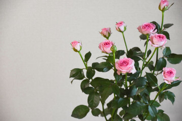 ピンクのスプレーばら