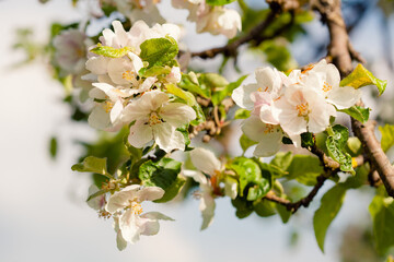 White apple blossoms bloom on a branch, spring awakening.